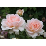 Chandos Beauty (Чандос Бьюті)